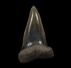 Netherlands Big-tooth Mako shark tooth for sale | Buried Treasure Fossils