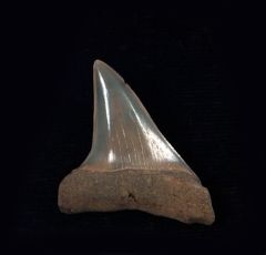 Carcharodon hastalis                 