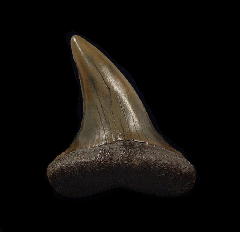 Big Mako shark tooth from Netherlands for sale | Buried Treasure Fossils