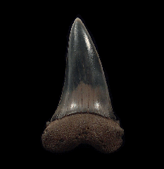 Netherlands Mako tooth for sale | Buried Treasure Fossils