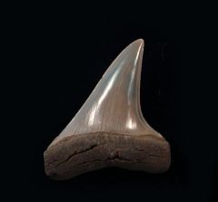 Carcharodon hastalis                 