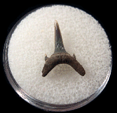 Carcharias acutissima from Netherlands | Buried Treasure Fossils