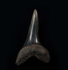 Isurus desori tooth from the Netherlands for sale | Buried Treasure Fossils