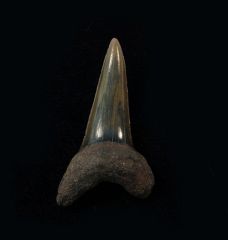 Isurus desori tooth from the Netherlands | Buried Treasure Fossils