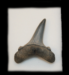 Carcharias vorax tooth - Netherlands | Buried Treasure Fossils