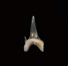 Heterodontus rogosus tooth - Netherlands | Buried Treasure Fossils