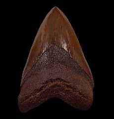 Large Meherrin River Megalodon tooth for sale | Buried Treasure Fossils