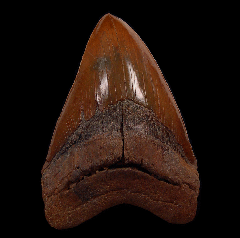 Large Meherrin River Megalodon tooth for sale | Buried Treasure Fossils