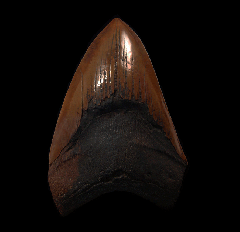 Meherrin River Megalodon tooth for sale | Buried Treasure Fossils