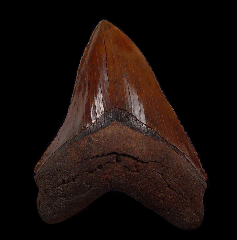 Real Copper-red Megalodon tooth for sale | Buried Treasure Fossils