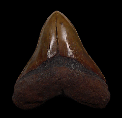 Real Copper-red Megalodon tooth for sale | Buried Treasure Fossils