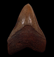 Red Site Megalodon tooth for sale | Buried Treasure Fossils