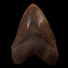 Copper-red Carchcarocles megalodon tooth for sale | Buried Treasure Fossils