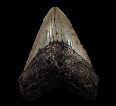 Large North Carolina ocean Megalodon tooth for sale | Buried Treasure Fossils