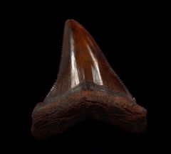 Copper-red Chubutensis shark tooth for sale | Buried Treasure Fossils