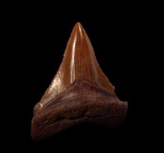 Copper-red Carchcarocles Chubutensis stooth for sale | Buried Treasure Fossils