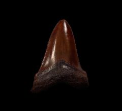 NC Otodus chubutensis tooth for sale | Buried Treasure Fossils