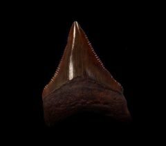 Meherrin River Chubutensis shark tooth for sale | Buried Treasure Fossils