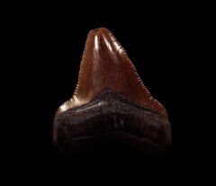 No. Carolina red Chubutensis tooth for sale | Buried Treasure Fossils