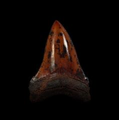 Meherrin River red Chubutensis tooth for sale | Buried Treasure Fossils