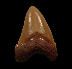 North Carolina offshore Megalodon tooth for sale | Buried Treasure Fossils