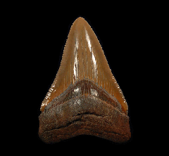 Colorful Atlantic ocean Otodus Chubutensis tooth | Buried Treasure Fossils