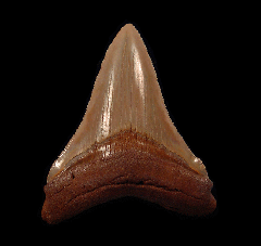 Atlantic ocean Otodus Chubutensis tooth | Buried Treasure Fossils