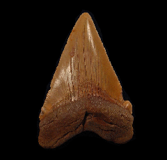 Chubutensis shark tooth from offshore No. Carolina for sale | Buried Treasure Fossils