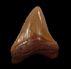 Rare Atlantic Ocean Chubutensis tooth for sale | Buried Treasure Fossils