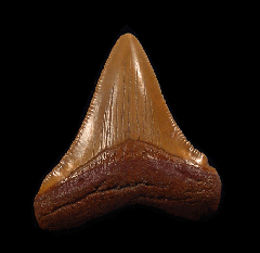 Colorful Otodus Chubutensis tooth from No. Carolina for sale | Buried Treasure Fossils