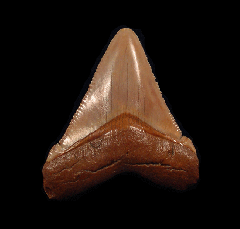 Colorful Atlantic ocean Otodus Chubutensis tooth for sale | Buried Treasure Fossils