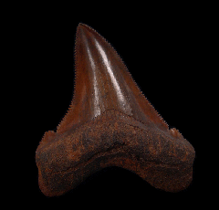 NC Carcharocles angustidens tooth for sale | Buried Treasure Fossils