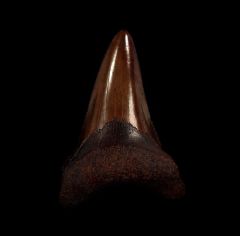 Copper-red Carchcarocles angustidens tooth for sale | Buried Treasure Fossils