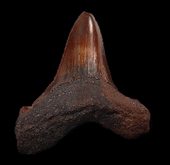 NC Carcharocles angustidens tooth for sale | Buried Treasure Fossils