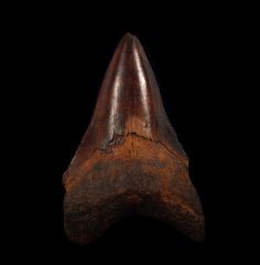 Copper-red Angustidens shark tooth for sale | Buried Treasure Fossils