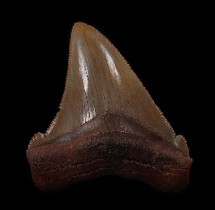 NC Carcharocles angustidens tooth for sale | Buried Treasure Fossils