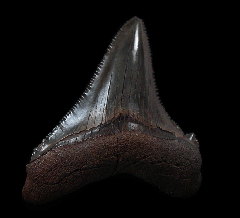 NC Carcharocles angustidens tooth for sale | Buried Treasure Fossils