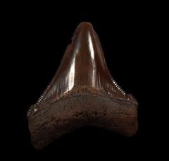 Copper-red Angustidens shark tooth for sale | Buried Treasure Fossils