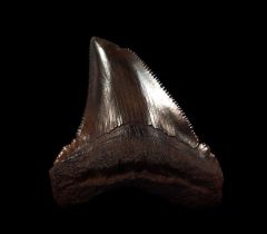 Copper red Angustidens tooth for sale | Buried Treasure Fossils