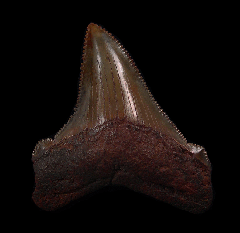 Copper red Angustidens tooth for sale | Buried Treasure Fossils