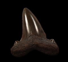 NC Carcharocles angustidens tooth for sale | Buried Treasure Fossils