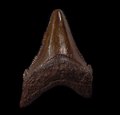 NC Carcharocles angustidens tooth for sale | Buried Treasure Fossils