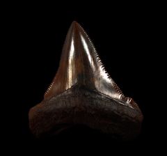 Copper-red Angustidens shark tooth for sale | Buried Treasure Fossils