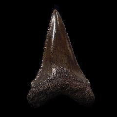 NC Carcharocles angustidens tooth for sale | Buried Treasure Fossils