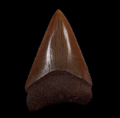 NC red Great White shark tooth for sale | Buried Treasure Fossils