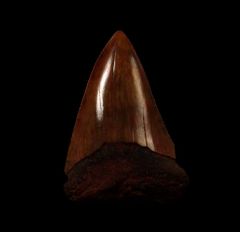 Red site Carcharodon carcharias  tooth for sale | Buried Treasure Fossils