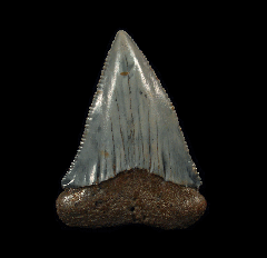 Great White shark tooth from offshore No. Carolina | Buried Treasure Fossils