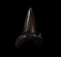 NC Otodus auriculatus tooth for sale | Buried Treasure Fossils