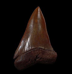 No. Carolina Red Site Carcharodon hastalis tooth| Buried Treasure Fossils