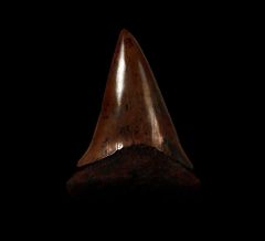 Copper-red Isurus hastalis shark tooth for sale | Buried Treasure Fossils